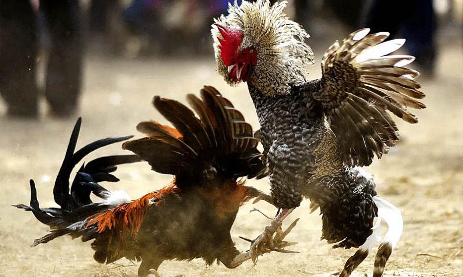 Nắm rõ kinh nghiệm để cược đá gà chuẩn xác nhất